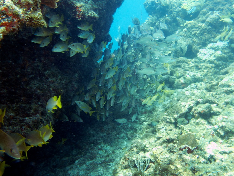Manchones Reef IMG_3094.jpg